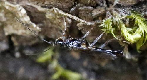 Réf. 334 181 : Coeloides filiformis